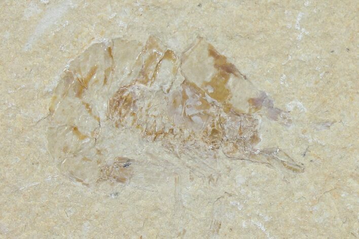 Cretaceous Fossil Shrimp - Lebanon #123917